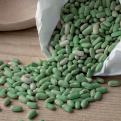 Buschbohne ‘Chevrier vert Flagrano’ - Zarte Flageolets ernten