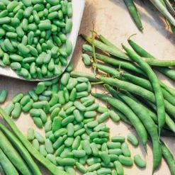 Buschbohne ‘Chevrier vert Flagrano’ - Zarte Flageolets ernten
