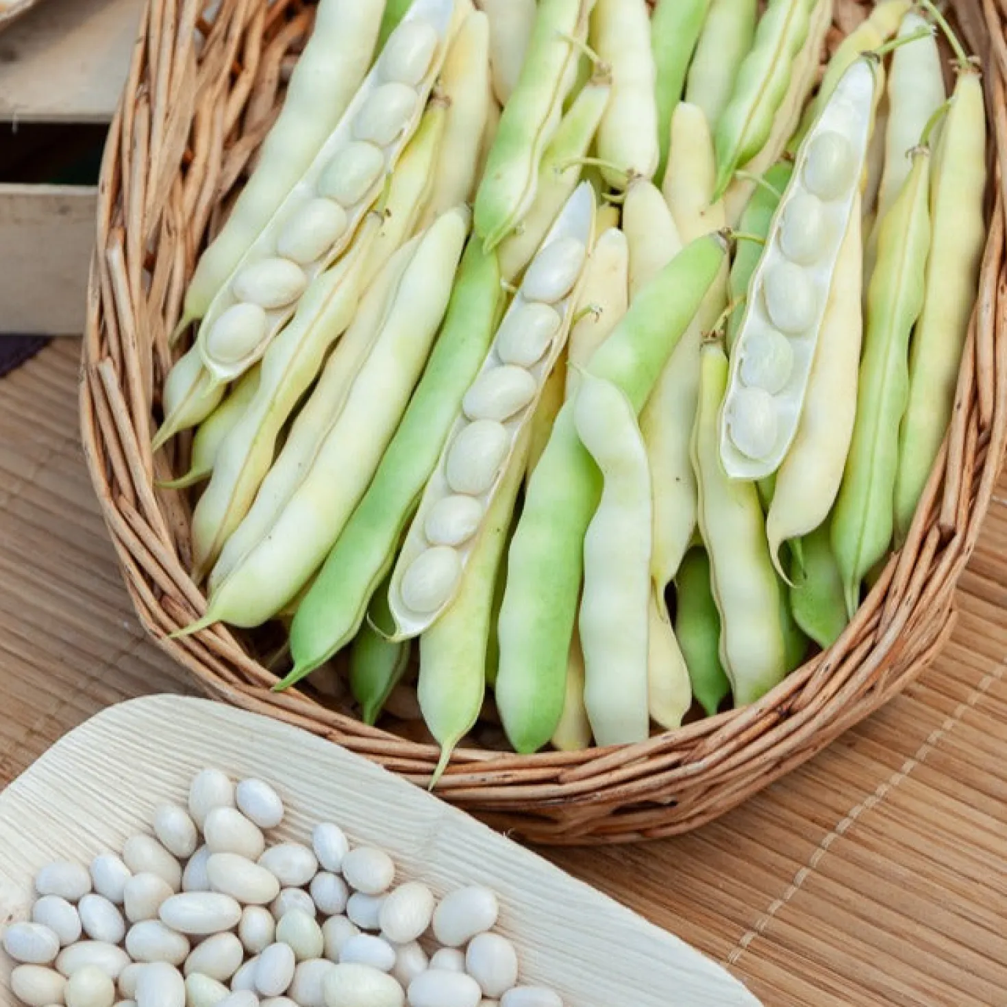 Buschbohne ‘Coco blanc précoce’ - Zarte Bohnen, früh geerntet