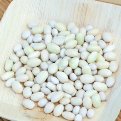 Buschbohne ‘Coco blanc précoce’ - Zarte Bohnen, früh geerntet