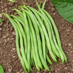 Buschbohne extra-fein ‘Novirex’ - Feine Bohnen ganz einfach