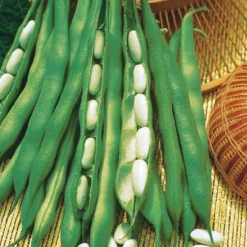 Buschbohne ‘Lingot suisse blanc’ - Weiße Bohnen selbst ernten
