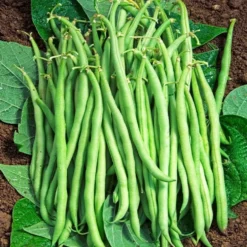 Buschbohne, mangetout ‘Braimar’ - Zarte Bohnen ganz einfach