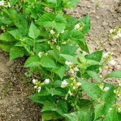 Buschbohne, mangetout ‘Braimar’ - Zarte Bohnen ganz einfach
