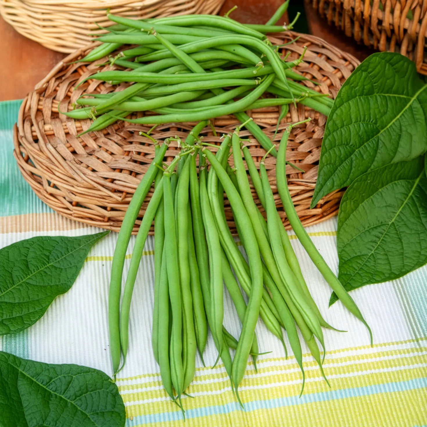 Buschbohne, mangetout ‘Castandel’ - Zarte Bohnen ohne Fäden