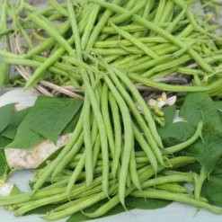 Buschbohne, mangetout ‘Castandel’ - Zarte Bohnen ohne Fäden