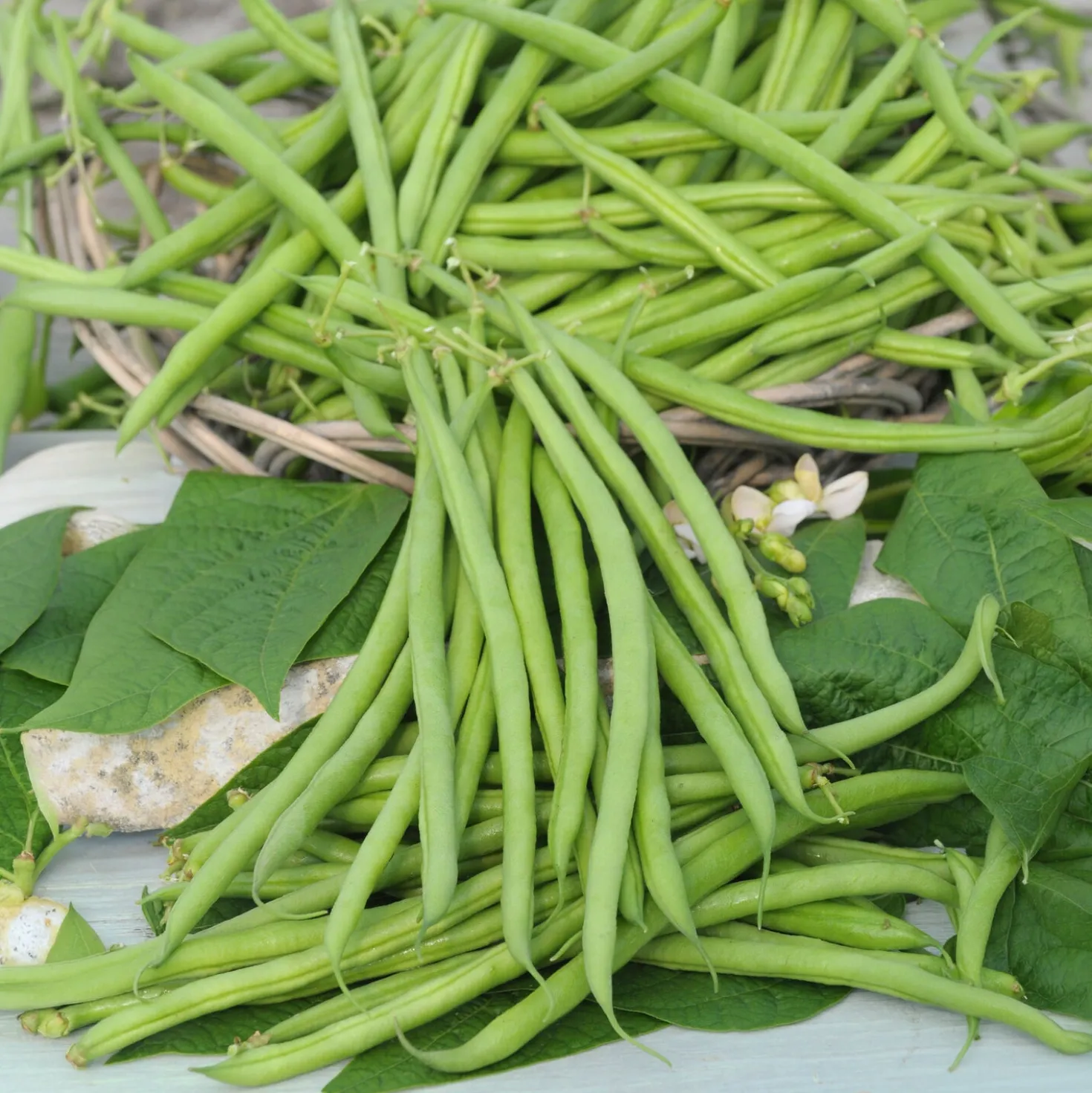 Buschbohne, mangetout ‘Castandel’ - Zarte Bohnen ohne Fäden