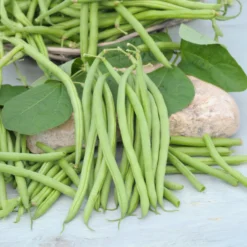 Buschbohne, mangetout ‘Castandel’ - Zarte Bohnen ohne Fäden