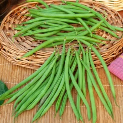 Buschbohne, mangetout ‘Castandel’ - Zarte Bohnen ohne Fäden