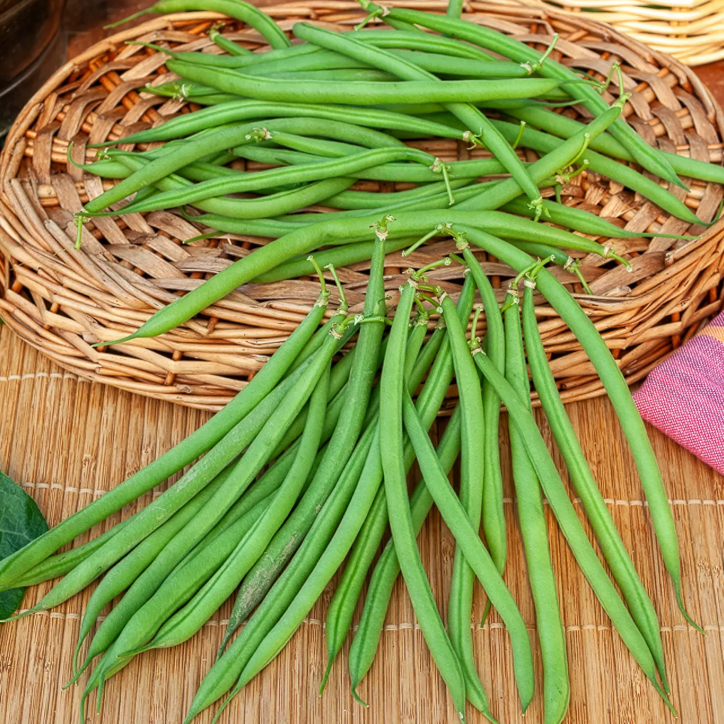 Buschbohne, mangetout ‘Castandel’ - Zarte Bohnen ohne Fäden