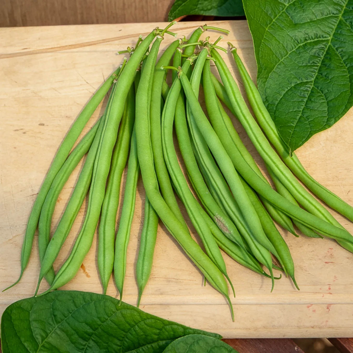 Buschbohne, mangetout ‘Castandel’ - Zarte Bohnen ohne Fäden