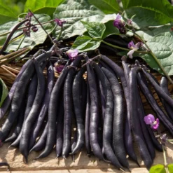 Buschbohne Purple Queen - Lila Bohnen ganz einfach