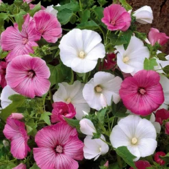 Buschmalven Mischung - Sommerblüten leicht gemacht