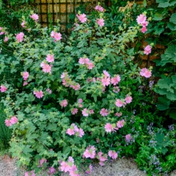 Buschmalve (x2) - Blüten den ganzen Sommer