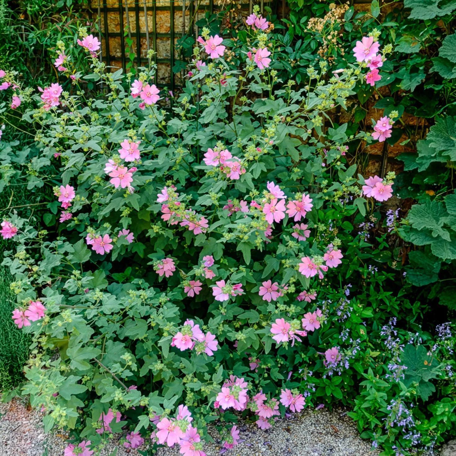 Buschmalve (x2) - Blüten den ganzen Sommer