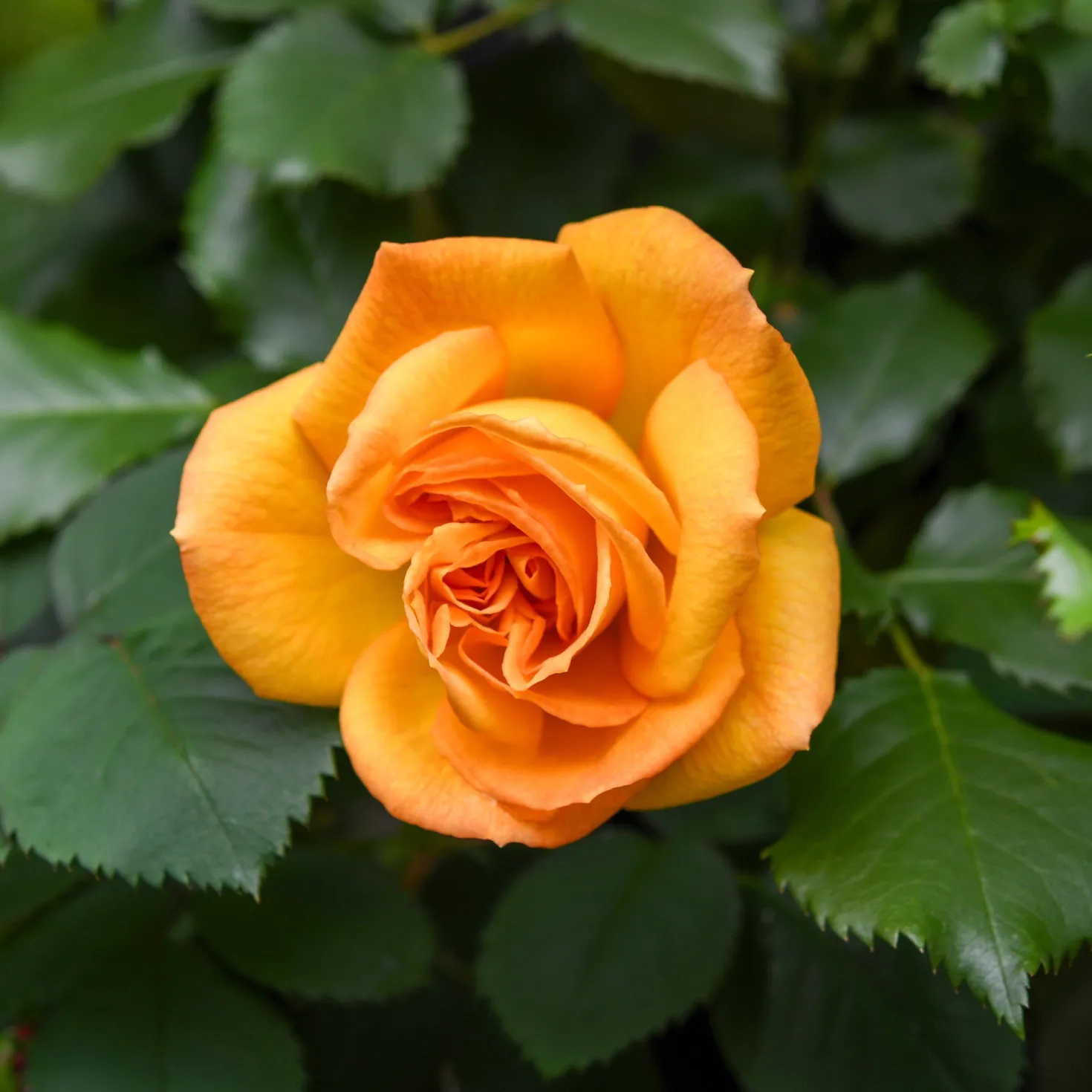 Buschrose Whisky - Bernsteinfarbe im Garten