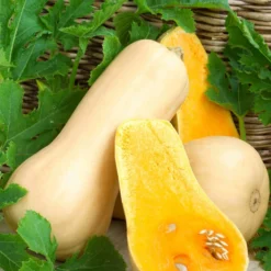 Butternut-Kürbis ‘Hercules’ F1 - Cremig süß, lange lagerbar