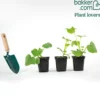 Butternut-Kürbis Pflanzen ‘Sibelle’ F1 (x3) - Ernte, die sich lohnt