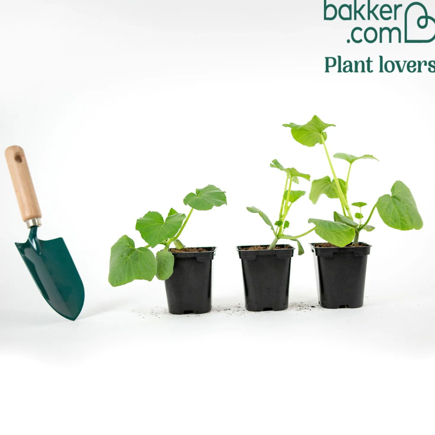 Butternut-Kürbis Pflanzen ‘Sibelle’ F1 (x3) - Ernte, die sich lohnt
