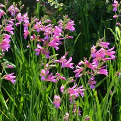 Byzantinische Gladiolen (x10) - Pink, elegant, pflegeleicht