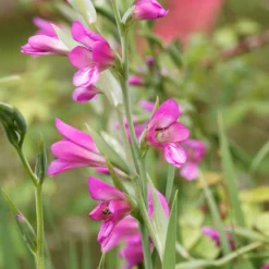 Byzantinische Gladiolen (x10) - Pink, elegant, pflegeleicht