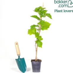 Byzantinischer Haselnussstrauch - Ein Baum für Generationen