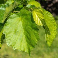 Byzantinischer Haselnussstrauch - Ein Baum für Generationen