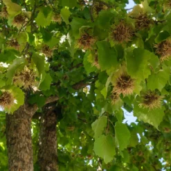 Byzantinischer Haselnussstrauch - Ein Baum für Generationen