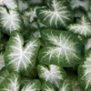 Caladium Aaron - Weiße Blätter, sofort Wow