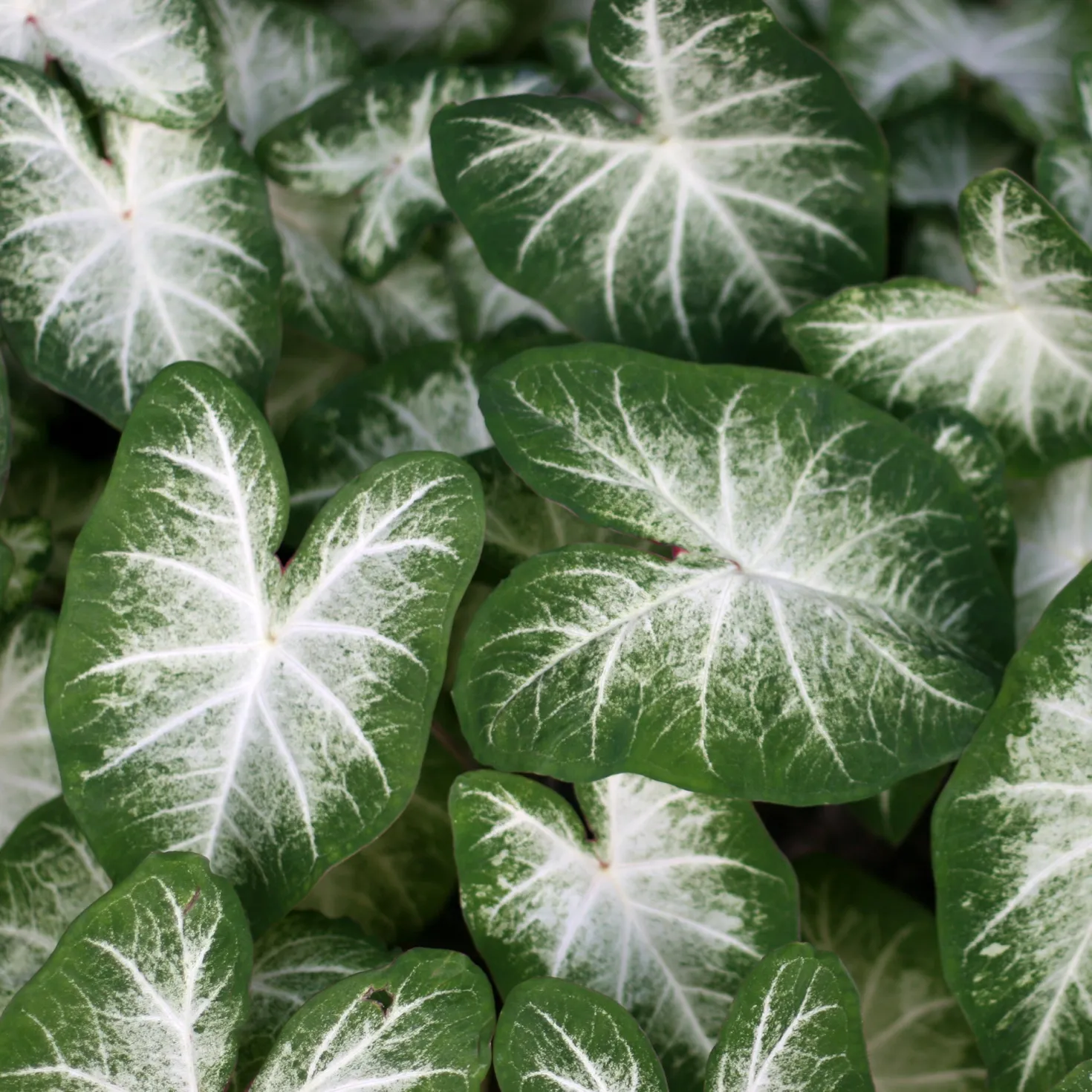 Caladium Aaron - Weiße Blätter, sofort Wow