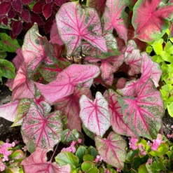 Caladium Cherry Blossom - Rosa Blätter sofort im Blick