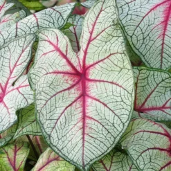 Caladium Fantasy - Blätter wie gemalt