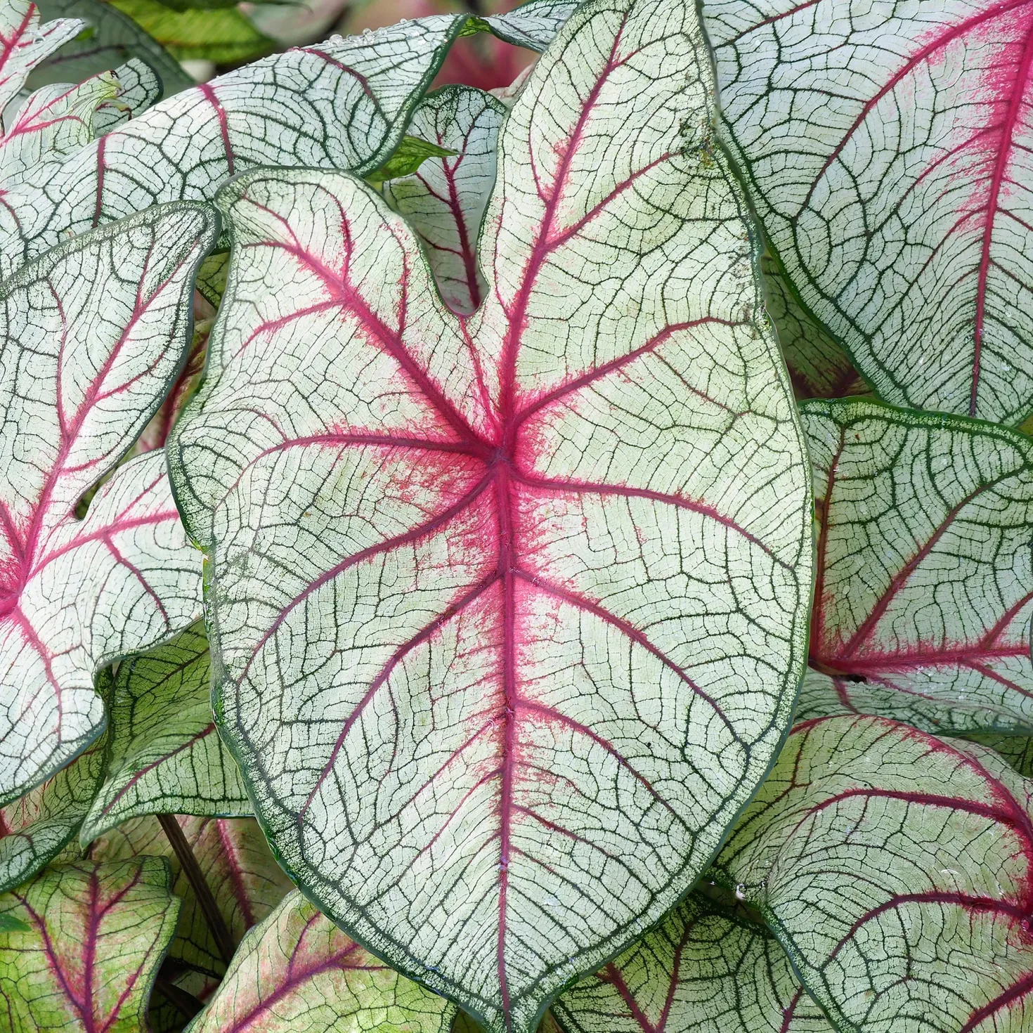 Caladium Fantasy - Blätter wie gemalt