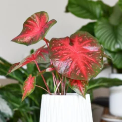 Caladium Red Flash - Blätter wie gemalt