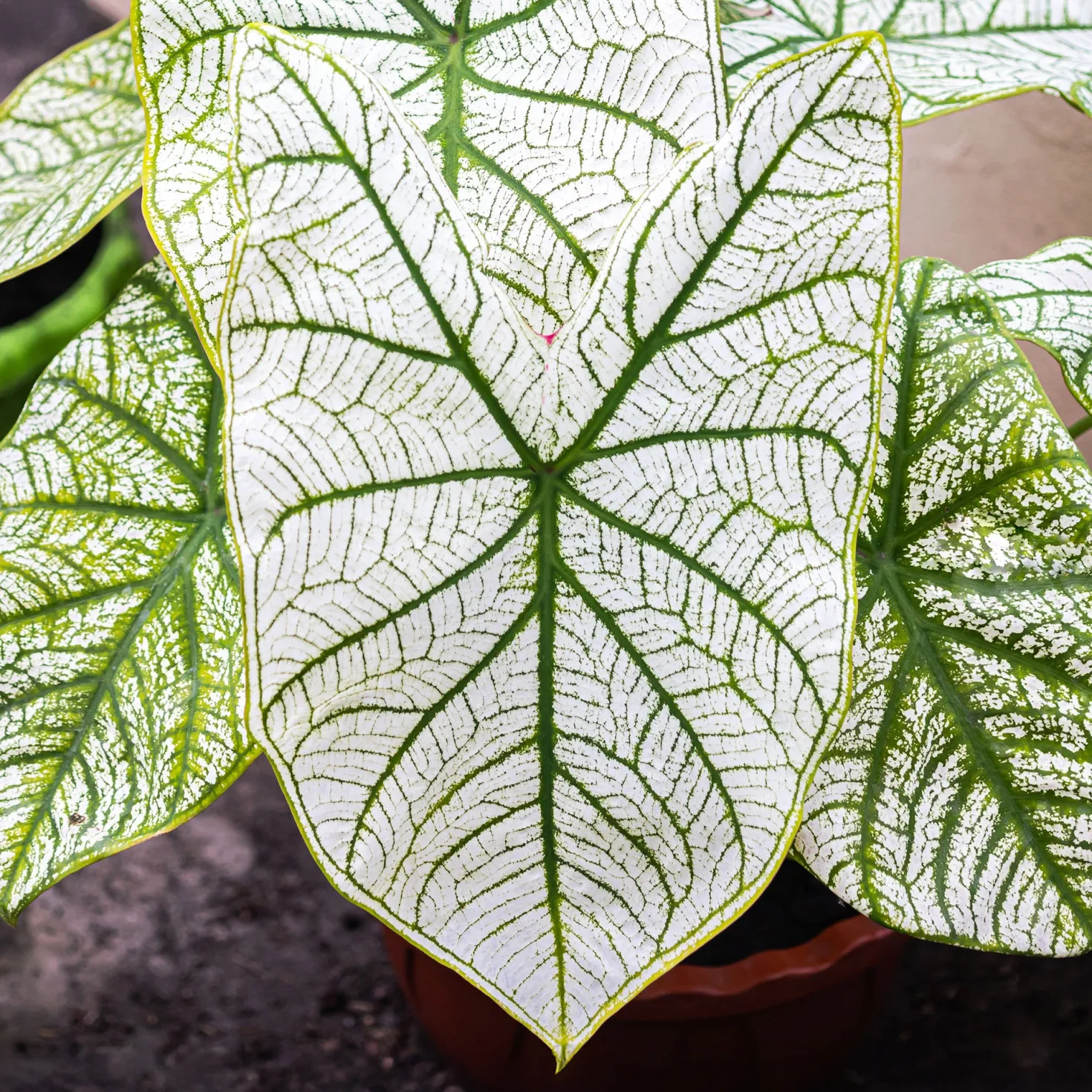 Caladium White Christmas - Blätter wie frischer Schnee