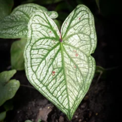 Caladium White Christmas - Blätter wie frischer Schnee