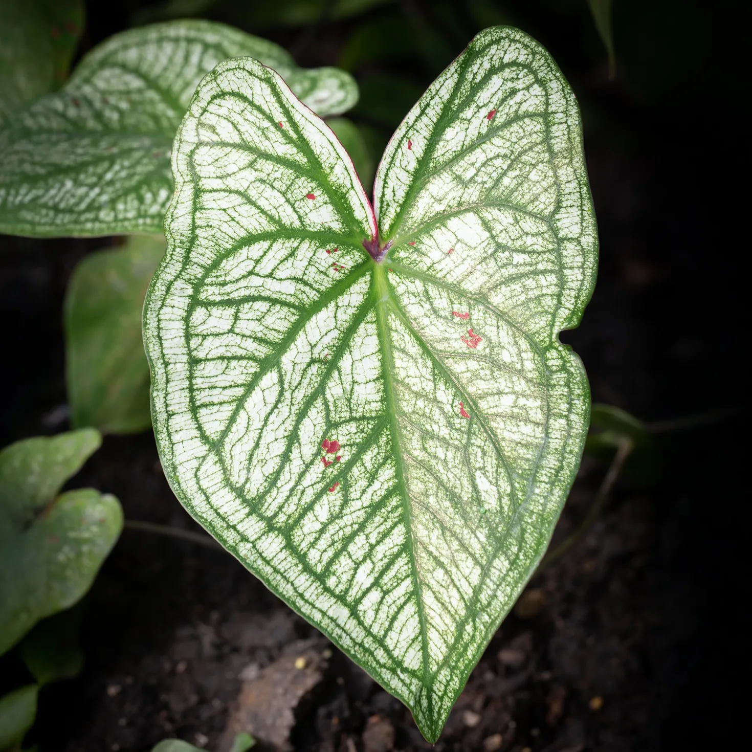 Caladium White Christmas - Blätter wie frischer Schnee