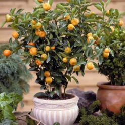 Calamondin - Mini-Zitrus, große Wirkung