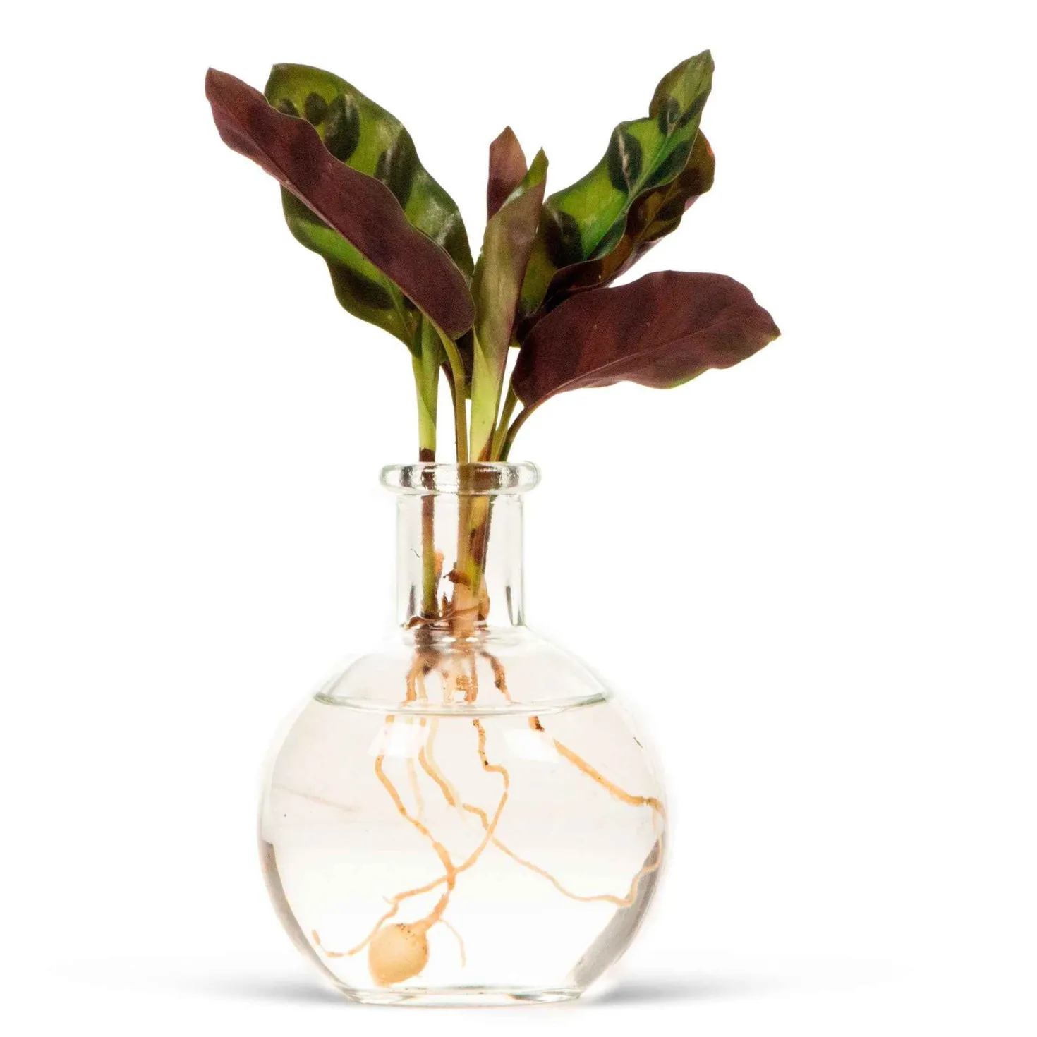 Calathea im Samoa-Glas - Hydroponik - Calathea im Glas: Stil & Einfachheit