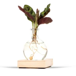 Calathea im Samoa-Glas mit LED-Beleuchtung - Hydroponik - „Leuchtende Eleganz für Ihr Zuhause“