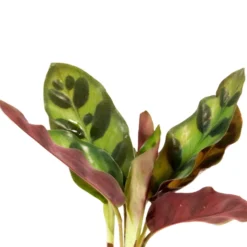 Calathea im Samoa-Glas mit LED-Beleuchtung - Hydroponik - „Leuchtende Eleganz für Ihr Zuhause“