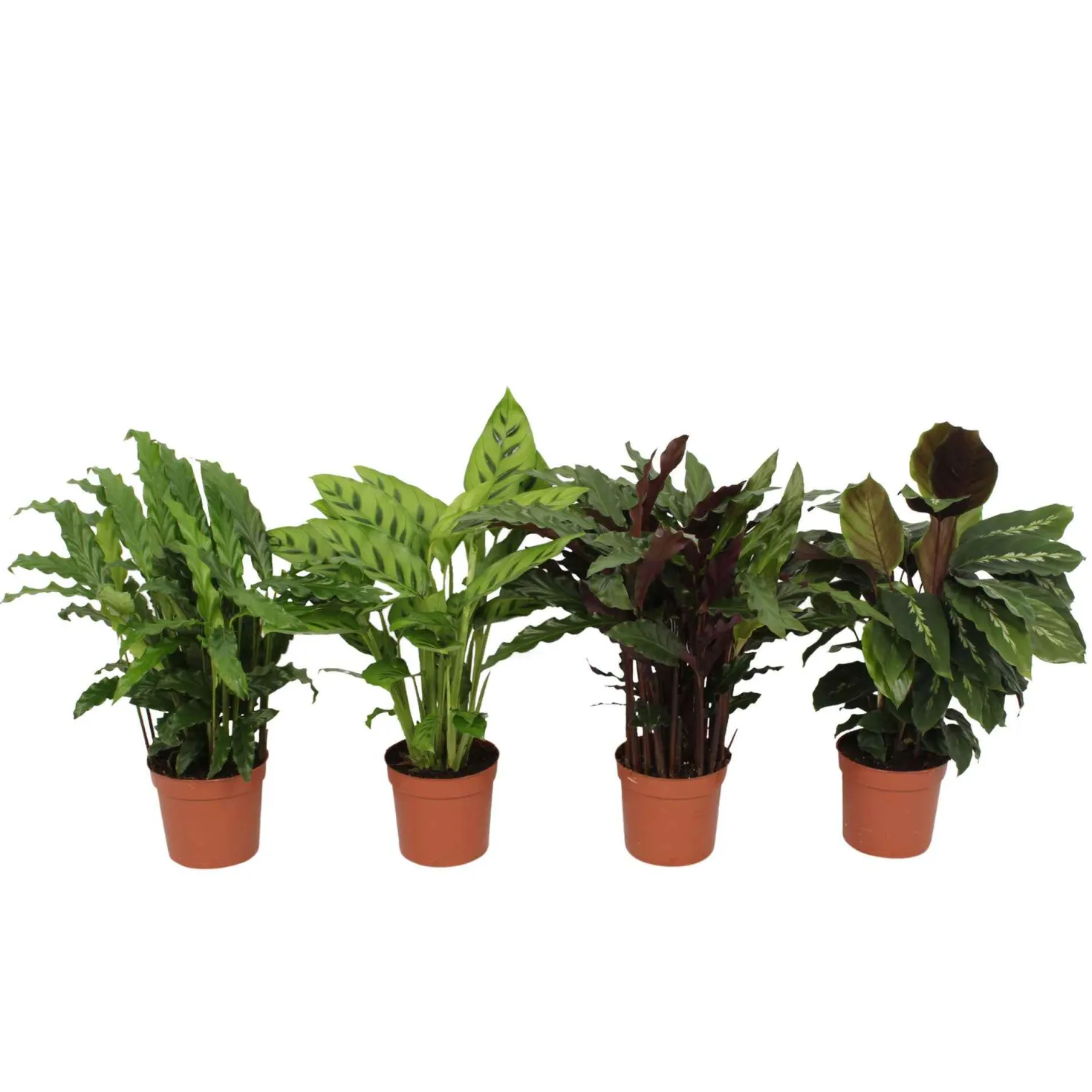 Calathea Mischung (x4) - Vier lebendige Blätter-Stars
