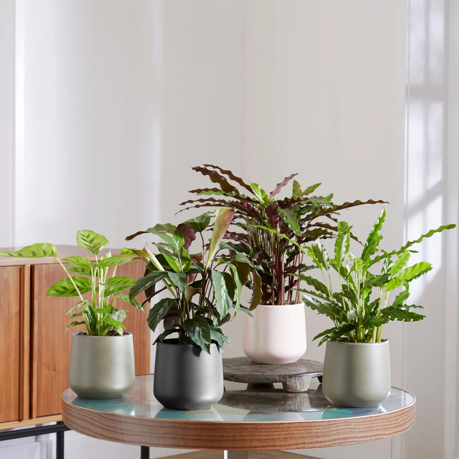 Calathea Mischung (x4) - Vier lebendige Blätter-Stars