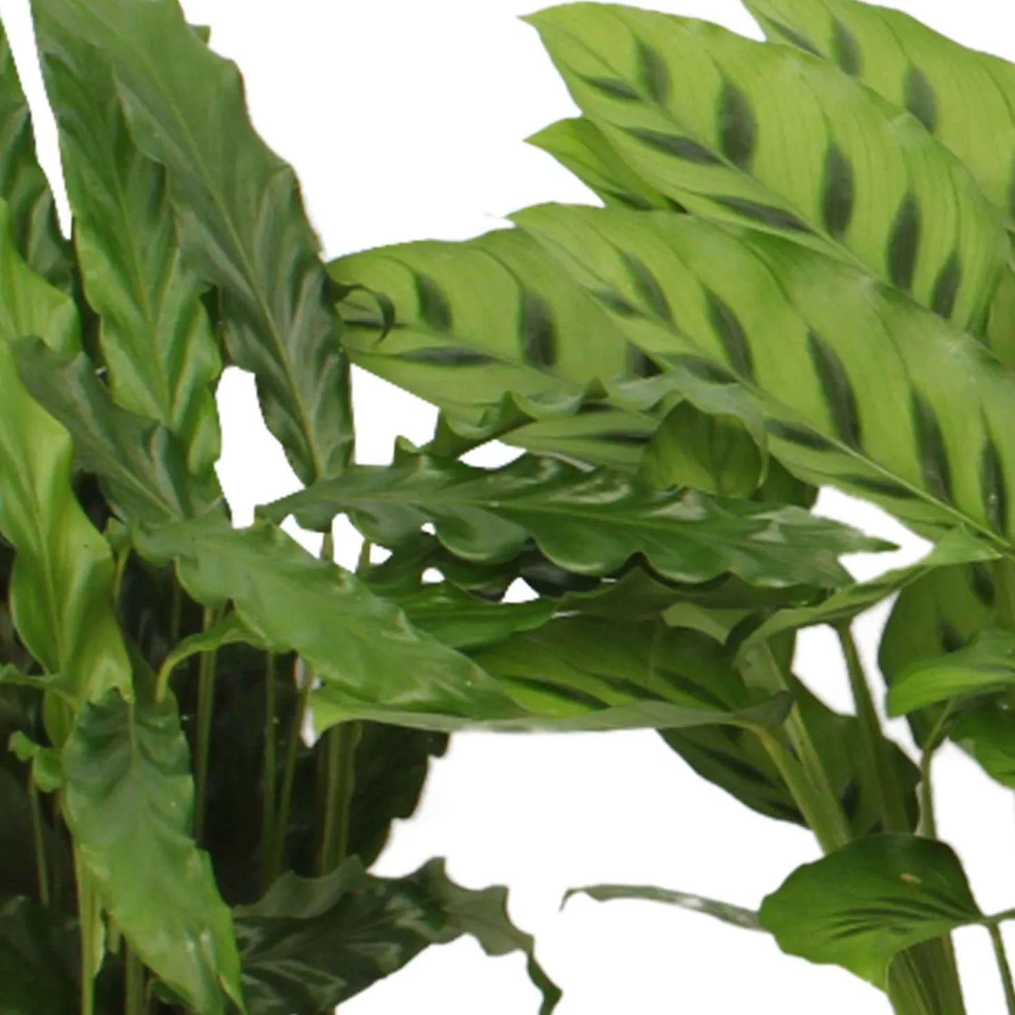 Calathea Mischung (x4) - Vier lebendige Blätter-Stars