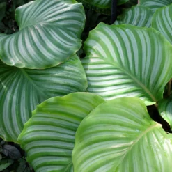 Calathea orbifolia - Riesige Blätter, große Wirkung