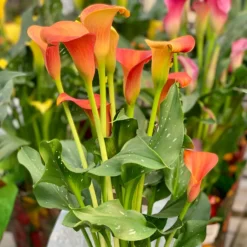 Calla-Lilie ‘Peach Pearl’ - Pfirsichfarben, sofort schön
