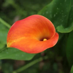 Calla-Lilie ‘Peach Pearl’ - Pfirsichfarben, sofort schön