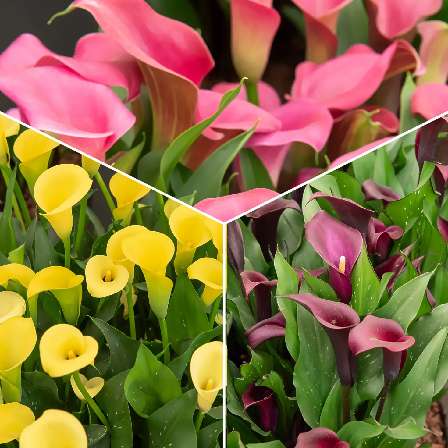 Calla Mischung (rosa + gelb + purpur) (x3) - Drei Farben, ein Wow-Effekt