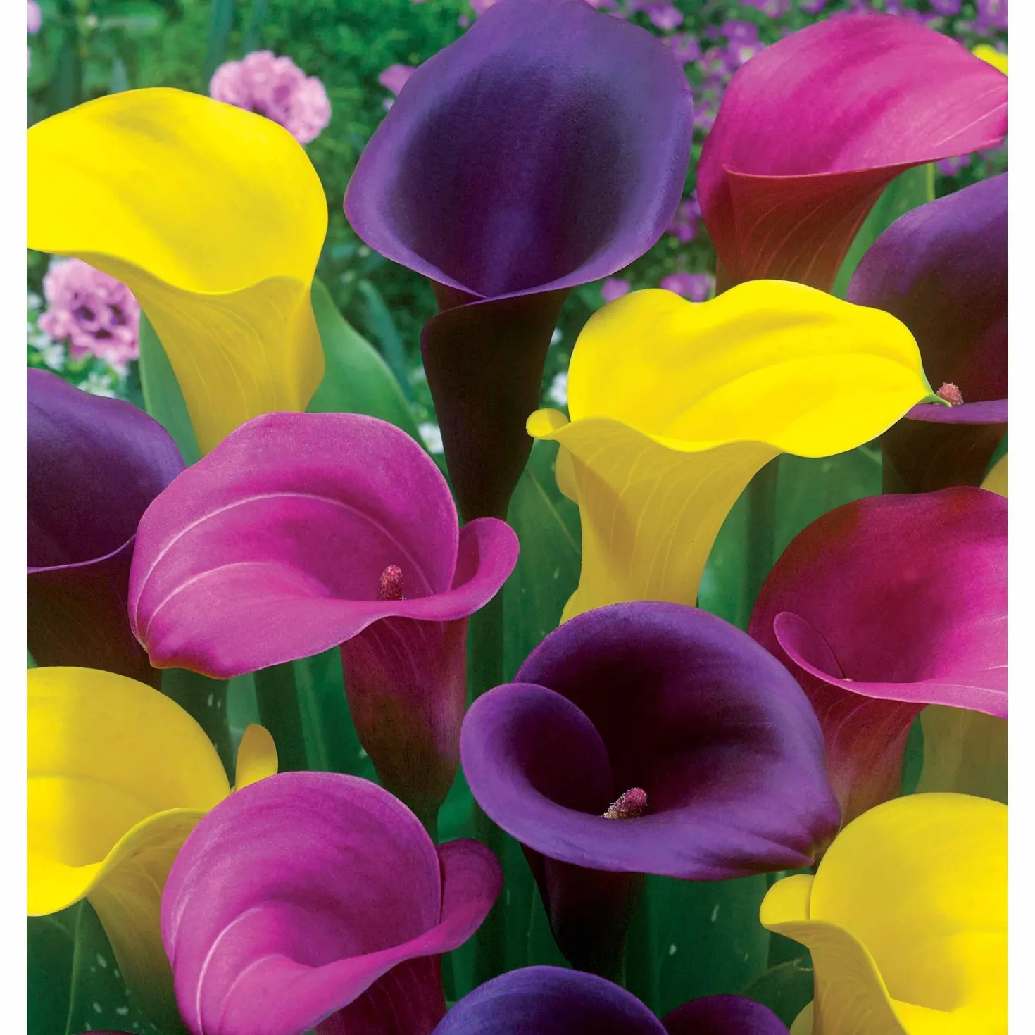 Calla Mischung (rosa + gelb + purpur) (x3) - Drei Farben, ein Wow-Effekt