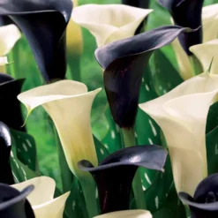 Calla Mischung (2 weiße Snowstar + 2 schwarze Cantor) (x4) - Schwarz-Weiß-Kontrast im Beet